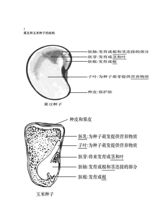 2023年中考生物復(fù)習(xí)專題 初中生物識圖題常用結(jié)構(gòu)示意圖